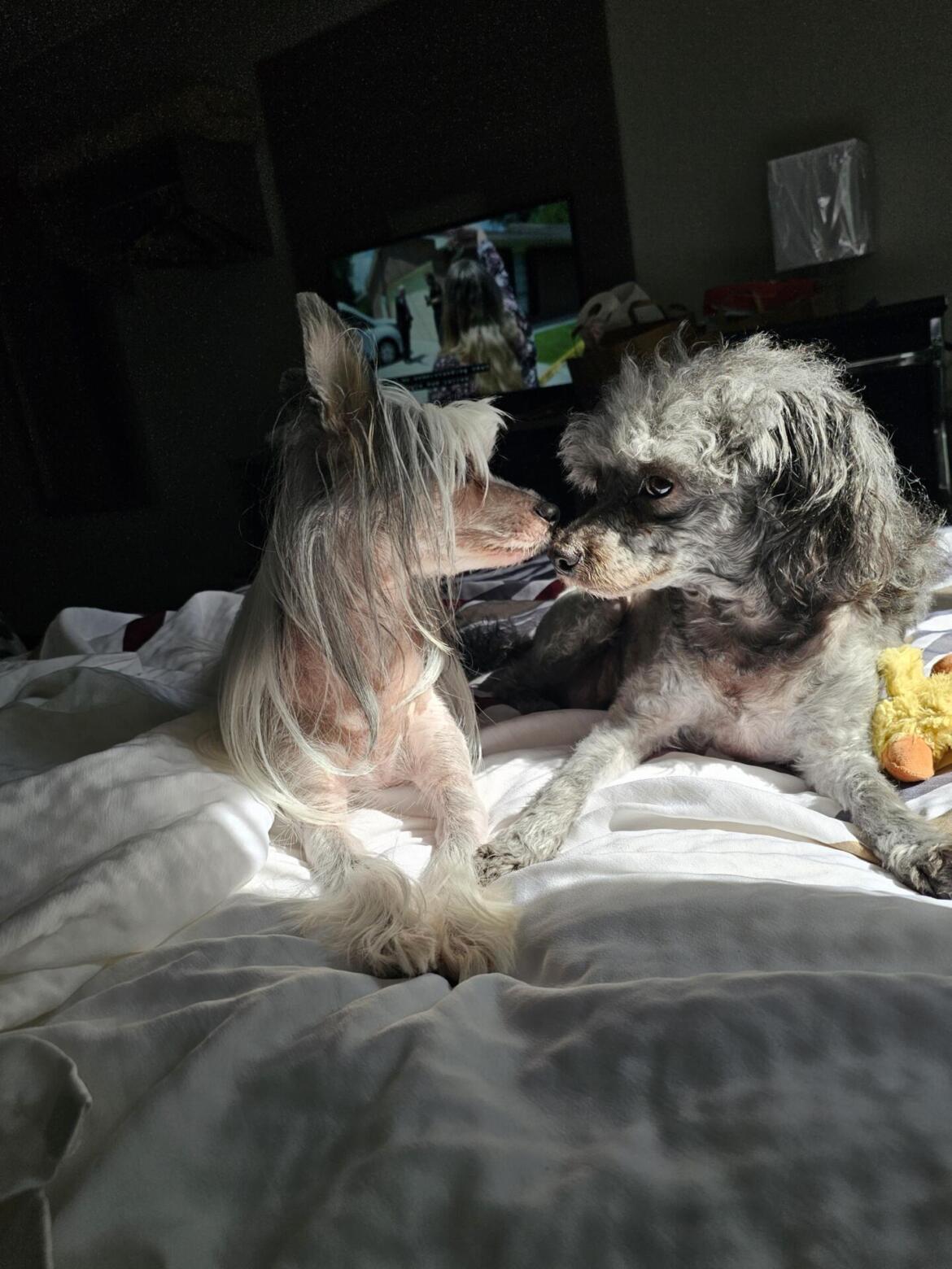 New York Dog Owner Seeks Information and Return of Mia and Milo After Hospitalization