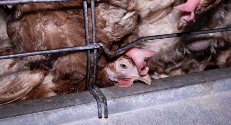 Cage-Free Egg Sourcing Becomes Standard as Corporate Holdouts Dwindle